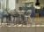 Krzesło plastikowe CHICO turkus